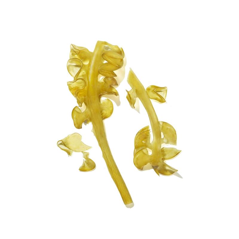 MASAMI Mekabu Hydrating Conditioner - Moisturizing and Soothing Haircare Lightweight Scent s hamp