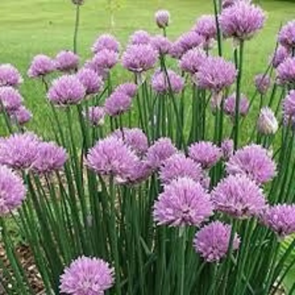 Common Chives Seeds