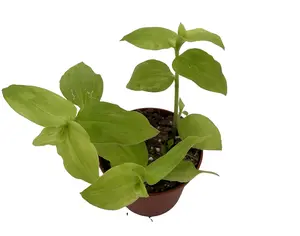 Gold Wing Tradescantia - 2.5" Pot
