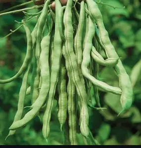 Kentucky Wonder Pole Bean Seeds