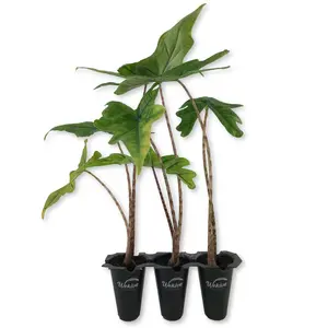 Alocasia Jacklyn - Live Starter Plants in 2 Inch Grower's Pots - Alocasia Sulawesi - Velvety Textured Exotic Tropical Foliage Houseplant