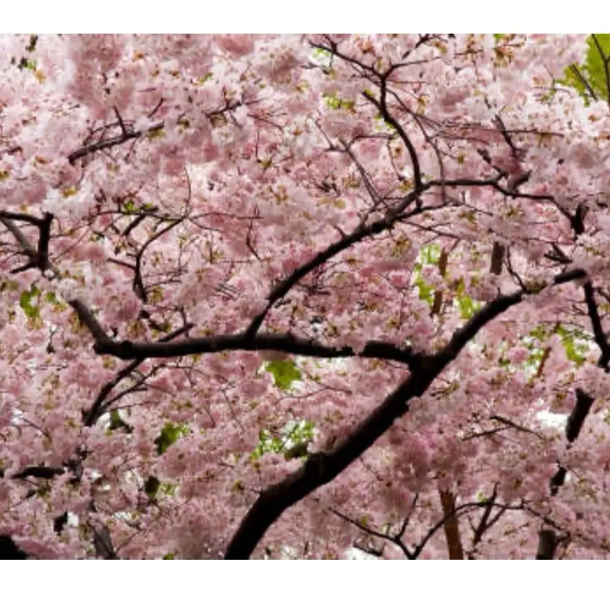 Japanese Cherry Blossom Candle
