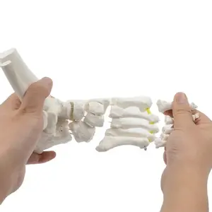Flexible Foot Bone Model with Ankle Joint: Skeleton Anatomy Teaching Tool