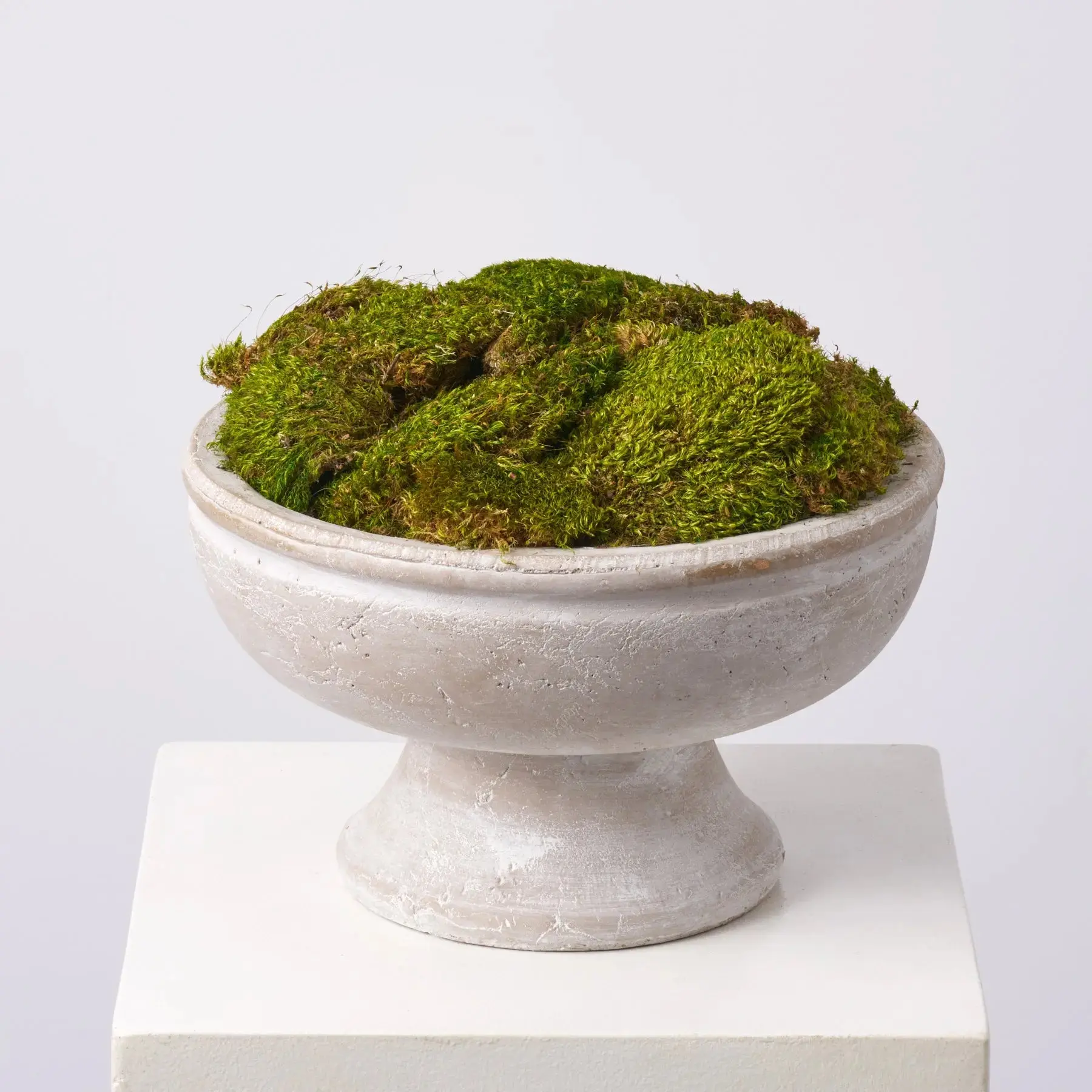 Natural Royal Moss Mound in Large Stone Washed Concrete Compote Vase Everyday Spring Arrangement