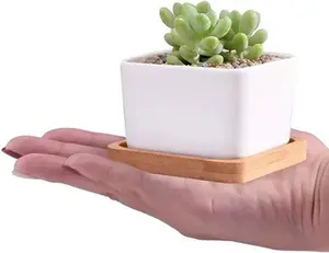 Simple White Bamboo Succulent Pot with Square Tray