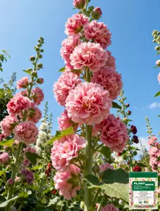 [Promise: Germinate or Refund]200PCS+ Hollyhock Seeds – Colorful Tall Blooms, Heirloom & Non-GMO, Perfect for Fences, Borders & Cottage Gardens