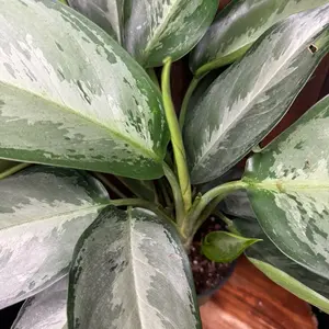 Aglaonema 6 in Silverado