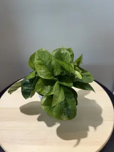 4'' Pothos Global Green