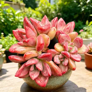 Echeveria 'Hephaestus' Rare Succulent Plant Bare Root | Vibrant Colorful Rosette Succulent | Easy Care Indoor Houseplant | Beginner Friendly Home & Garden Decor Gift #Succulent #PlantTok #RarePlants #IndoorPlants #HomeDecor