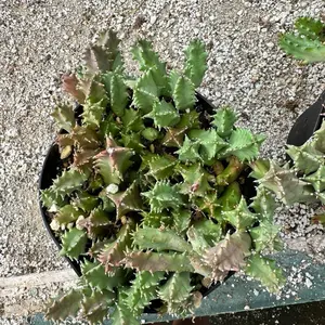 Huernia Life Saver Plant 6 inch pot