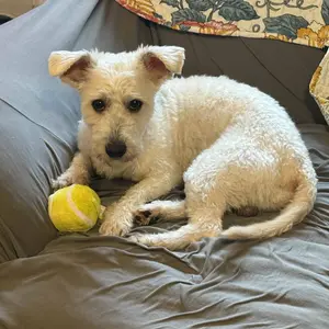 Interactive Dog Toys Dog Ball,[Newly Upgraded] Durable Motion Activated Automatic Rolling Ball Toys for/Small/Medium/Large Dogs,USB Rechargeable Springtok