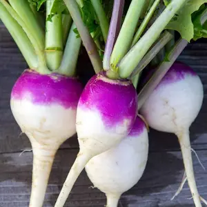 1 lb. Brassica Rapa Purple Top Turnip Forage, Cover Crop & Food Plot Seed