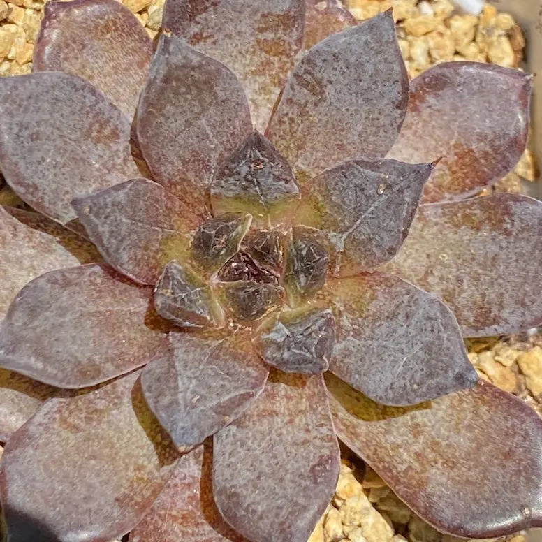 Echeveria Black Raccoon Rare Imported Succulent