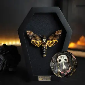 Real Death Head Moth Acherontia Coffin Frame, Black Gothic Hanging Decor, Skull Moth Oddities Curiosities Gallery, Victorian Wall Artwork