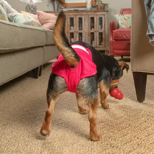 Dog Diapers (3-Pack) + Extendrs®