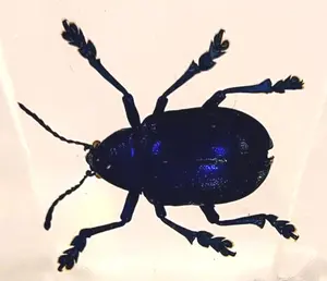44mm Real Cobalt Blue Milkweed Beetle in Crystal Clear Lucite Resin Specimen Preserved Insect Bugs Taxidermy Crafts Collection Decor