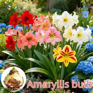 Angel Flower Ball Double-Petaled Plump Cold-Heat Resistant Novice-Friendly Potted Amaryllis Bulb for Indoor Outdoor Blooming Same Year