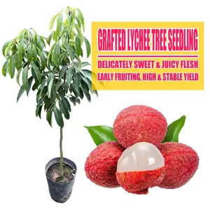 High-quality lychee grafted seedlings, fast-growing, sweet fruit trees, suitable for landscapes and orchards
