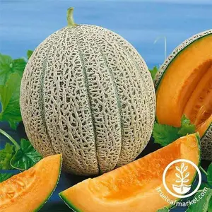 Melon Seeds - Cantaloupe - Hales Best Jumbo