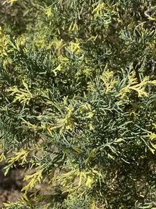 Juniperus x Media 'Blue and Gold'