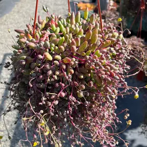 String of Rubies | Trailing Succulent Plants | 6 inch