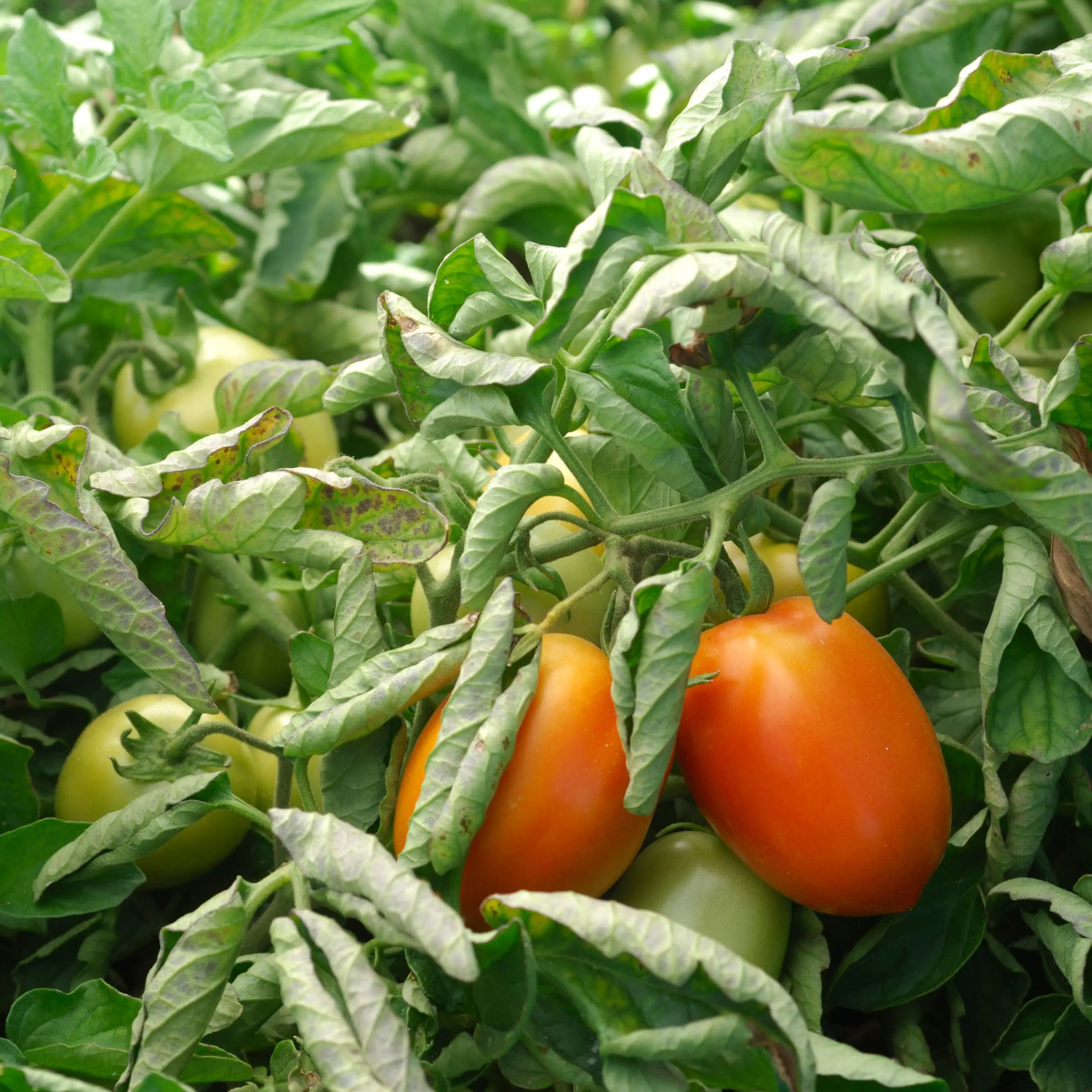 Organic Roma Plum Tomato Seeds (Solanum lycopersicum) – Classic Paste Tomato, Meaty Flesh, Ideal for Sauces and Canning – 15+ Seeds