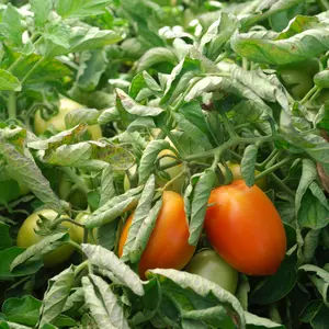 Organic Roma Plum Tomato Seeds (Solanum lycopersicum) – Classic Paste Tomato, Meaty Flesh, Ideal for Sauces and Canning – 15+ Seeds