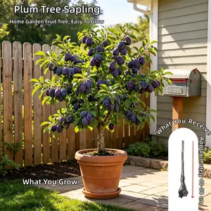 3-5 Year Old Dwarf Plum Tree - Self Pollinating Bare Root Live Plant, Ready for Spring Planting, Sweet Fruit for Backyard Garden