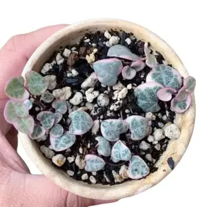 3 Variegated String of Hearts Cuttings - Ceropegia Woodii Cuttings - Hanging Plant Cuttings - Baby Succulent for Propagation