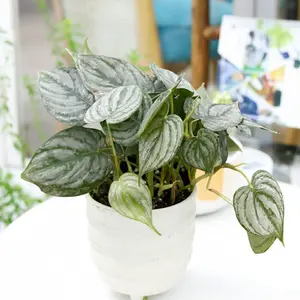 Philodendron 'Brandi'