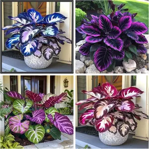 800 mixed hosta seeds, easy to plant—a beautiful shade-loving perennial suitable for garden decoration and flower arrangements | Easy to grow, low-maintenance foliage plant | Perfect for vases, flower beds, pots, walkways, and year-round landscaping.