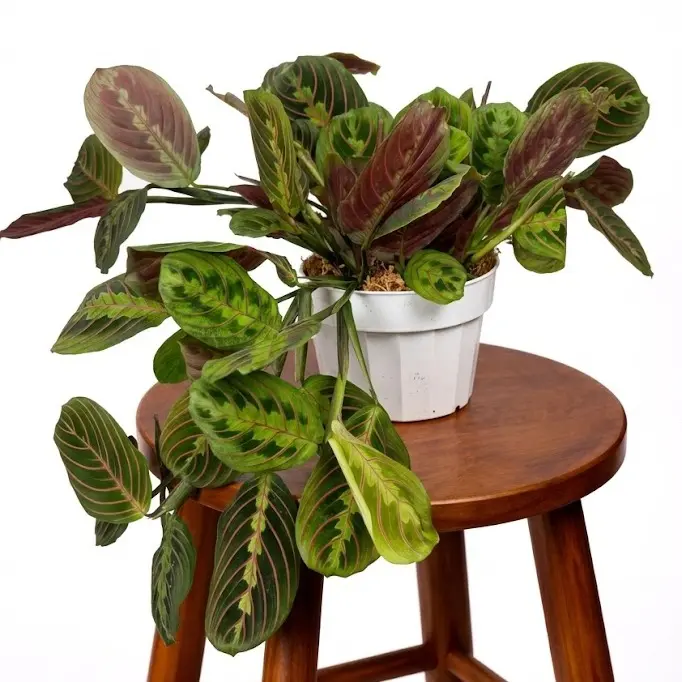 buy a zz plant ZZ Plant: Zamioculcas zamiifolia - 14 inch pot main image 0