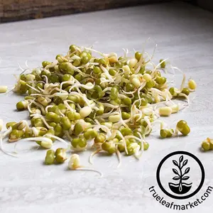Mung Bean - Organic - Sprouting Seeds
