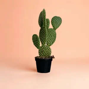 4" Bunny Ear Cactus (Opuntia Microdasys) - Indoor Live Plant, Fuzzy, Rare, Easy Care & Light-Loving, Drought-Tolerant