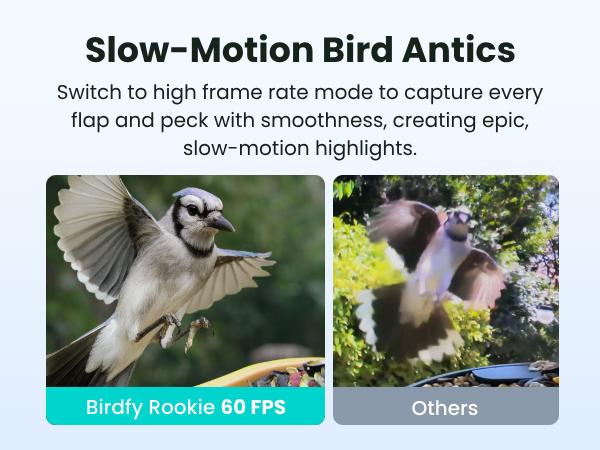 Birdfy Smart Bird Feeder with Camera for Rookie, Camera Bird Feeder Dual Night Vision, AI Recognition IP66 Waterproof for BirdLovers