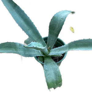 Maguey plant size 3 inches till 5 inches 17.00 buy 2 I’ll send u one extra on ur order