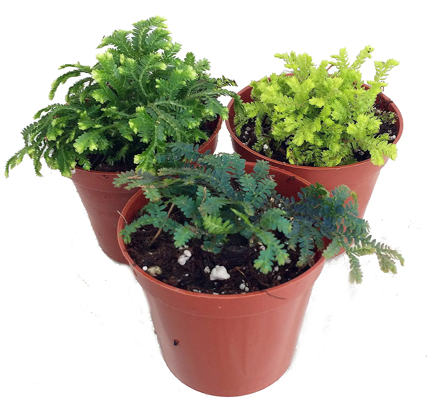 3 Club Moss Plants - Selaginella -  Terrariums, Fairy Gardens - 2" Pots