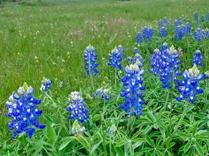 Bulk Pack Bluebonnet Flower Seeds