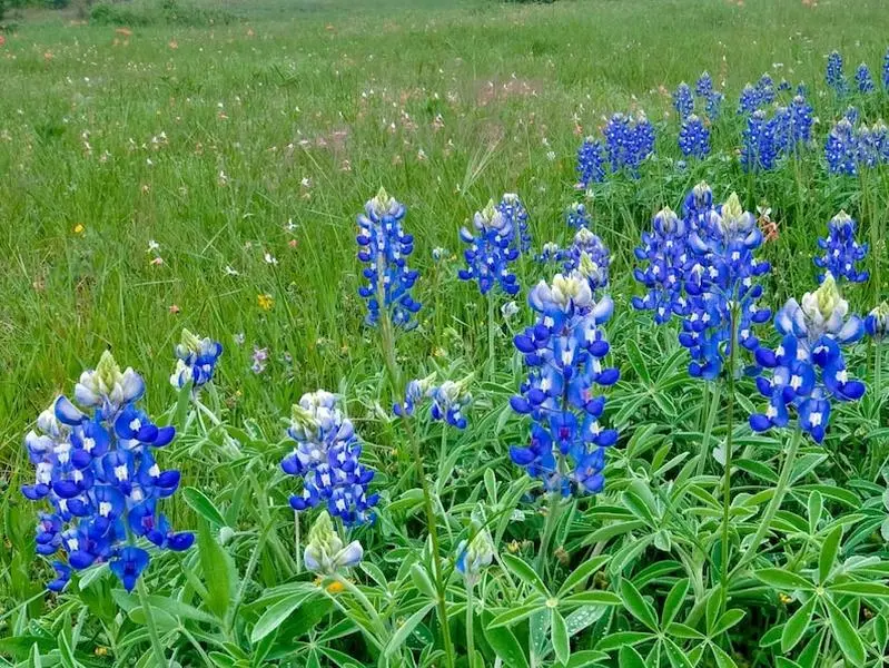 Bulk Pack Bluebonnet Flower Seeds