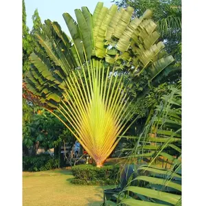 10+ Heirloom Palm Tree Garden Seeds - Grow Exotic and Tropical Palm Trees for Your Indoor or Outdoor Spaces