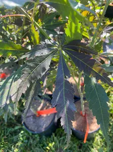 Acer palmatum 'Lightning' Japanese Maple