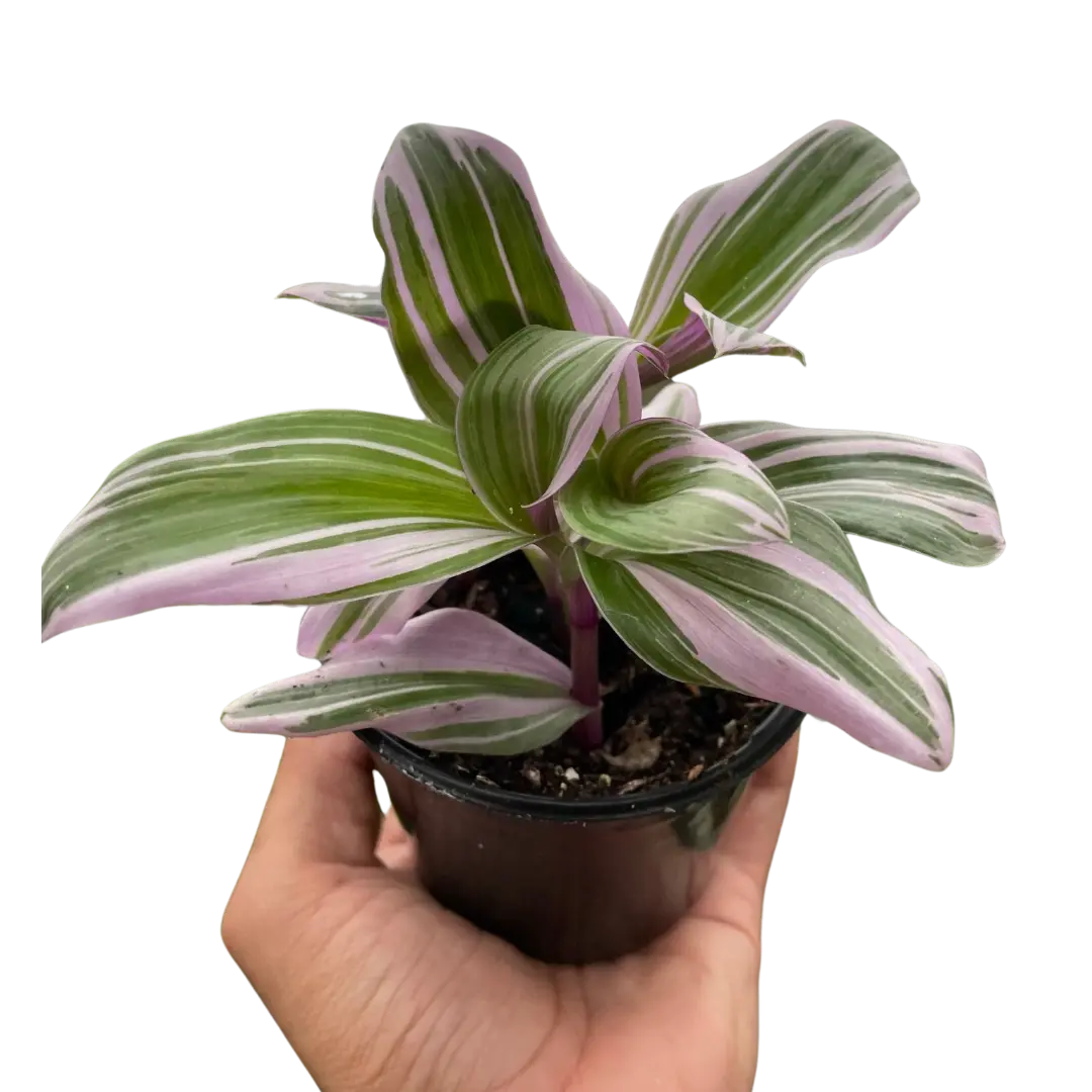 Tradescantia Nanouk (Tradescantia albiflora)