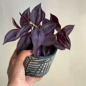 Purple Wandering Jew in 3" Grow Pot | Easy Care Indoor Plant  | Live Wandering Dude Houseplant | Purple Plant For Indoors | Beginner Friendly Plant | Low Light Plant