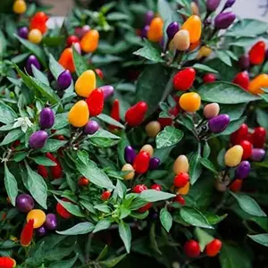 5 Color Pepper Plant Seeds for Planting | 100 Seeds | Exotic Garden Seeds to Grow Multicolored Peppers | Amazing-Rare Vegetables seeds.
