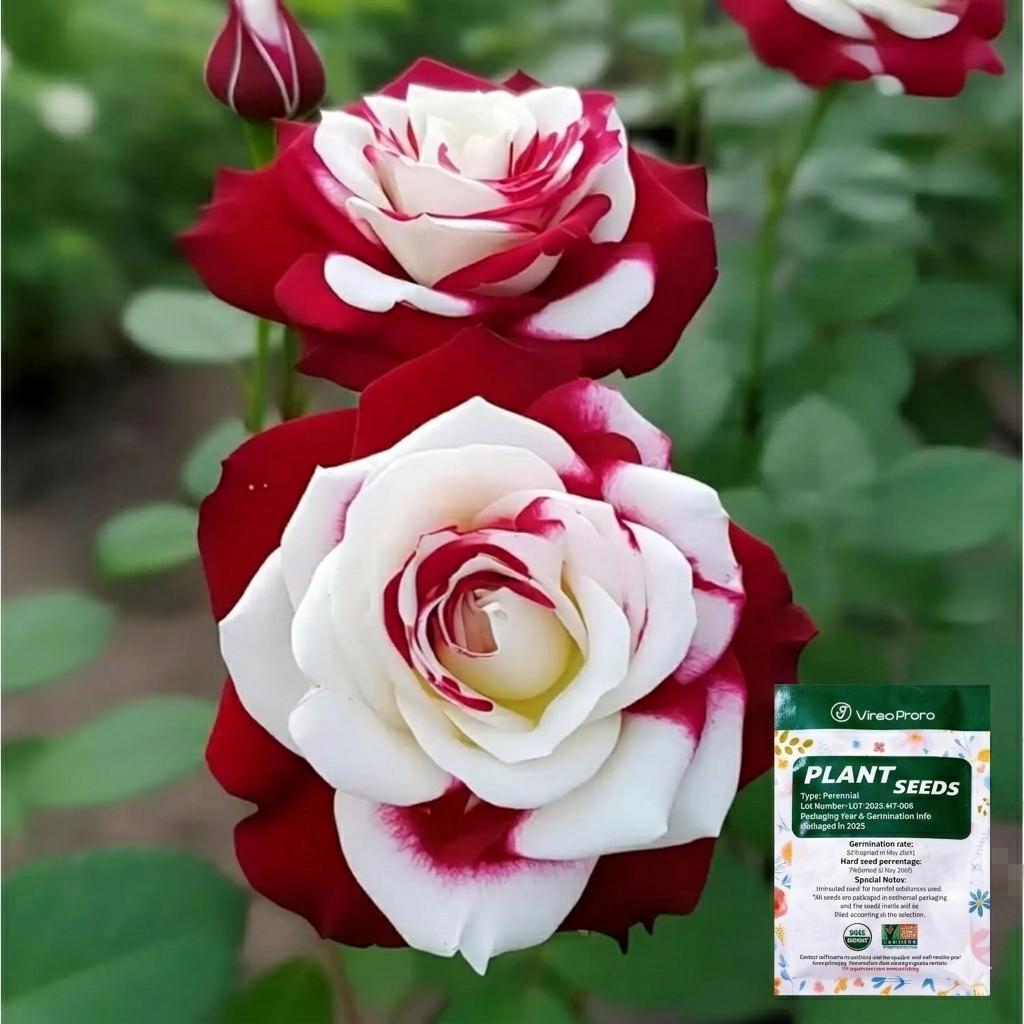 Premium Red & White Mixed Rose Seeds | Ideal for Home & Balcony Gardening, Easy to Grow for Novice Planters, Beautiful Ornamental Blooms with Simple Care and Complete Planting Instructions