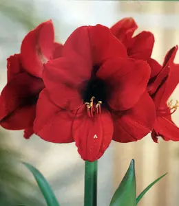 Amaryllis Kit Red Lion - Gift Box - Large Bulb - Pot and Soil - Netherland