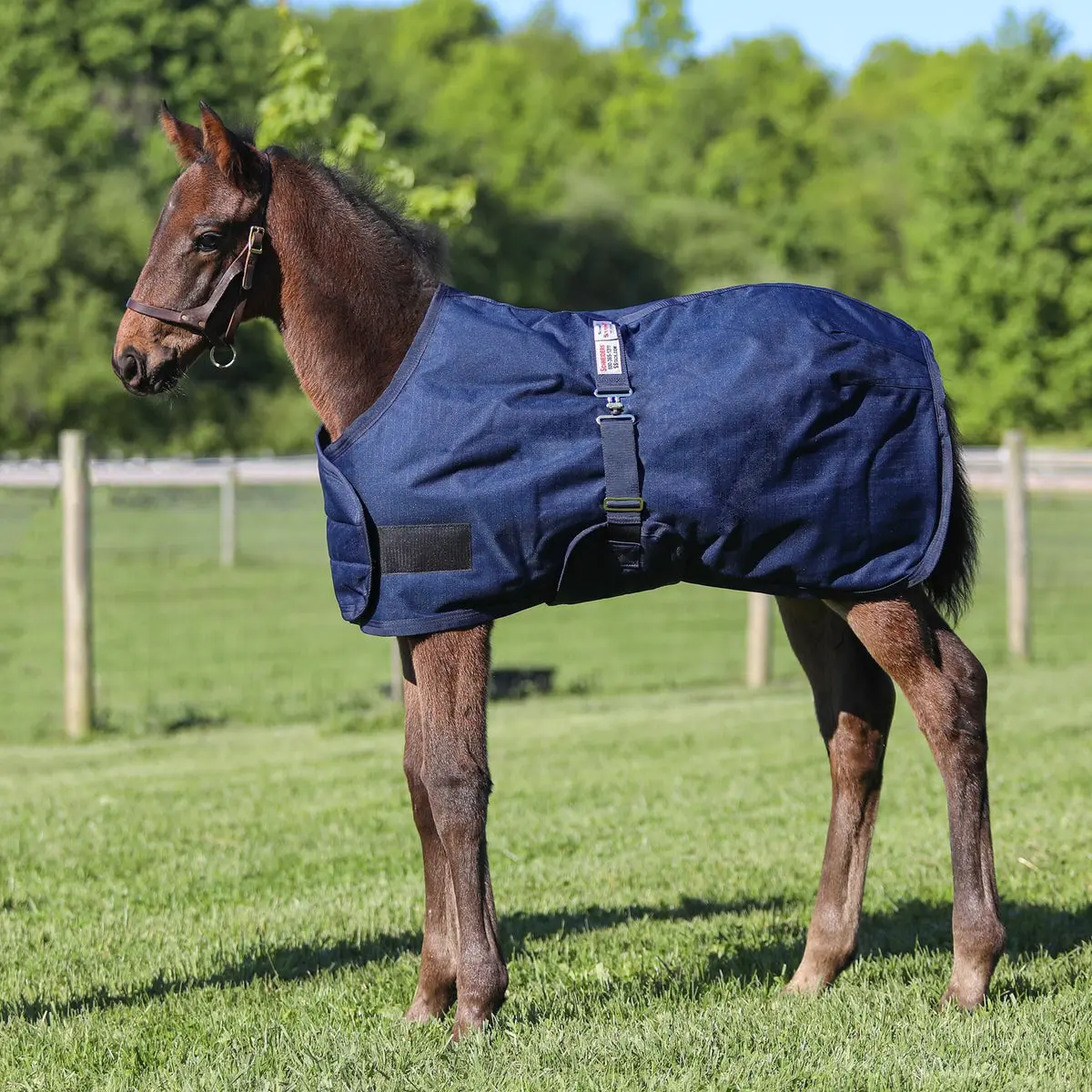 StormShield Expandable Euro Bellyband Foal Turnout Blanket - 220g Midweight Insulation, Breathable, D-Rings for Hind Leg Straps, Ideal for Farms, Barns