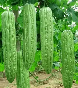 10+Green Skin Long Bitter Gourd seeds Bitter melon Seeds Ku Gua Asian Vegetable