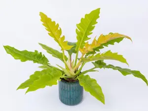 Philodendron Ring of Fire Gold Tissue Culture - Live Houseplant - Rare Variegated Aroid - Exotic Tropical Foliage - Neon Yellow, Golden, Lime Green - Serrated Sawtooth Leaves - Indoor Plant Gift - Embryonic Plantlet - Collector's Item - Golden Flame