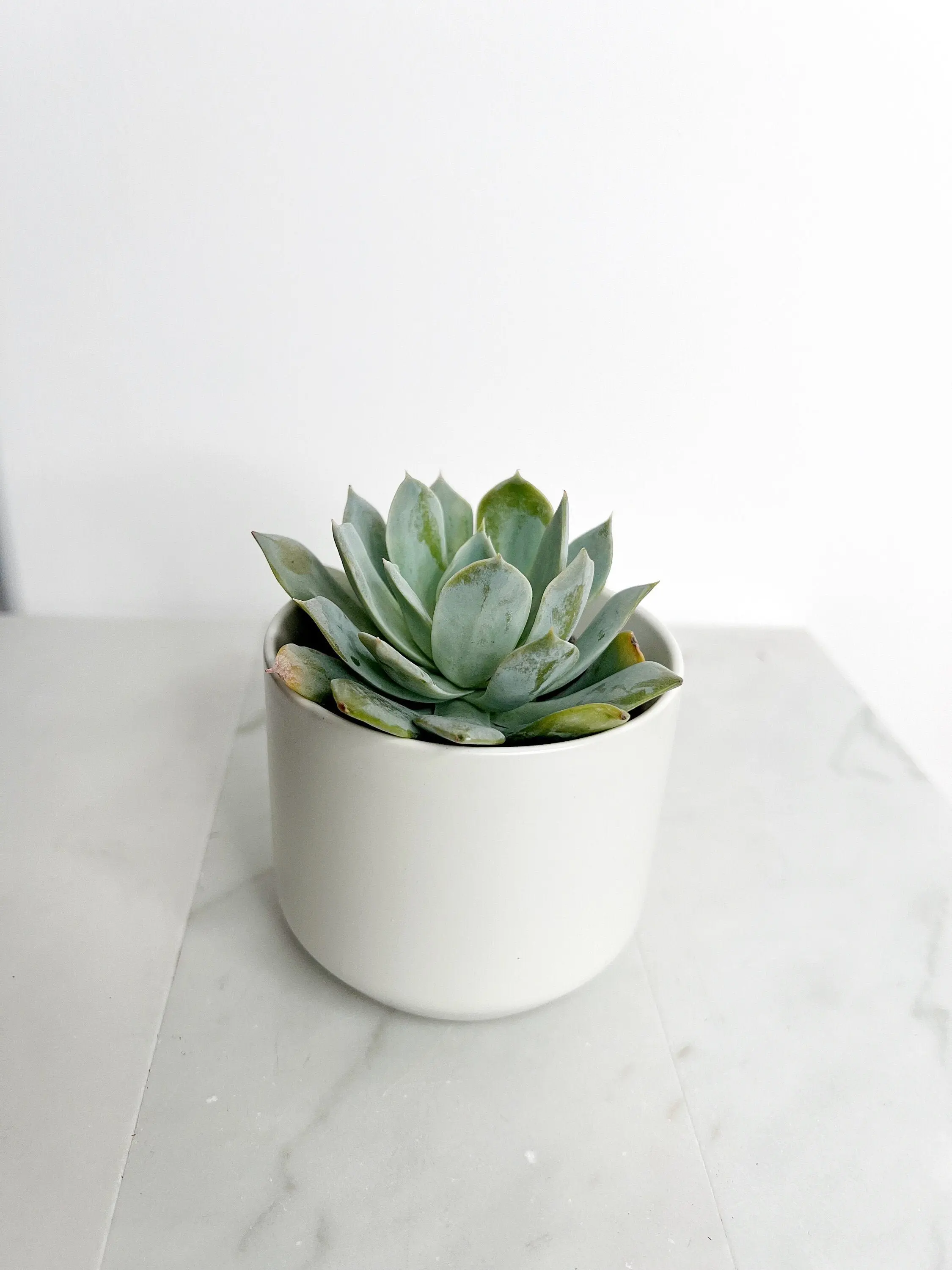 Mini Succulent Plant – 2" Potted Echeveria Desmetiana for Home & Party Favors